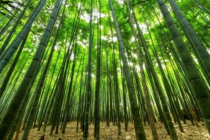 The Benefits of Using Bamboo in PICCsox®